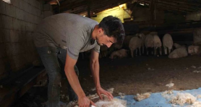 Yaylalarda koyun kırkma zamanı