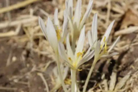 Ekran görüntüsü 2023-08-26 104735