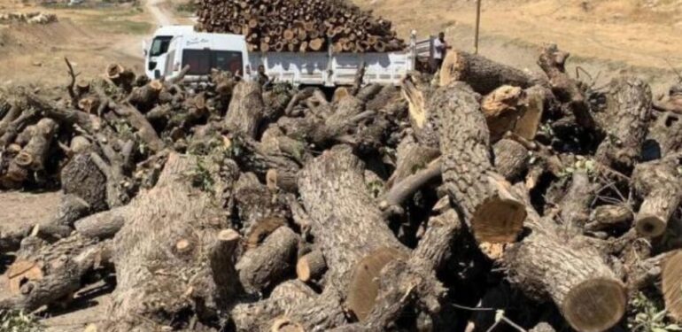 Şırnak’taki orman yangınlarına dair rapor açıklandı