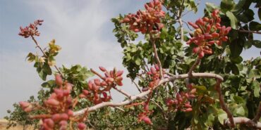 agacta-siirt-fistigi