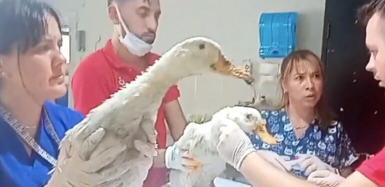 Çanakkale’deki yangından etkilenen hayvanlara ücretsiz sağlık hizmeti