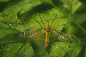 pexels-anton-atanasov-16678336-1320x742