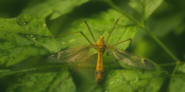 pexels-anton-atanasov-16678336-1320x742