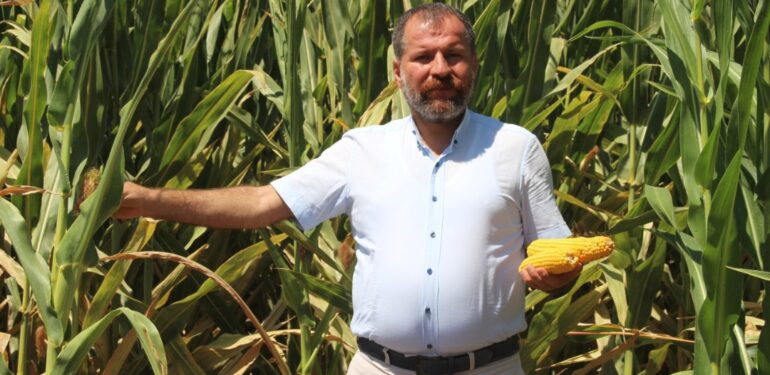 Diyarbakır’da mısır üreticisi isyanda