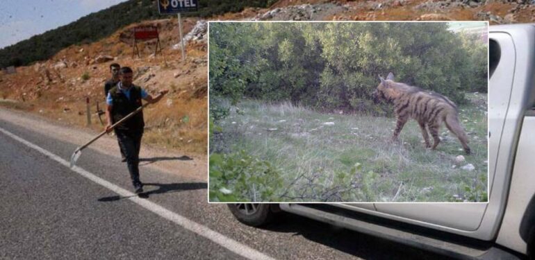 Nesli tükenmekte olan çizgili sırtlan kazada öldü: Aranan sürücüye 70 bin lira ceza