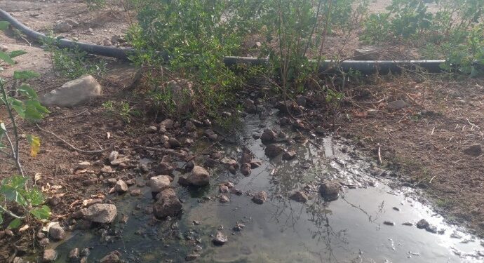 Bodrum’un doğası atık su tehdidi altında