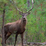 Ekran görüntüsü 2023-09-13 101705