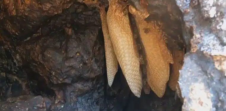 Şemdinli’nin ünlü ‘kaya balı’ toplanmaya başlandı