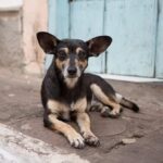 kopus-e1693571873783