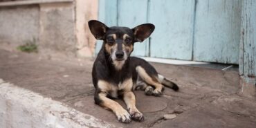 kopus-e1693571873783