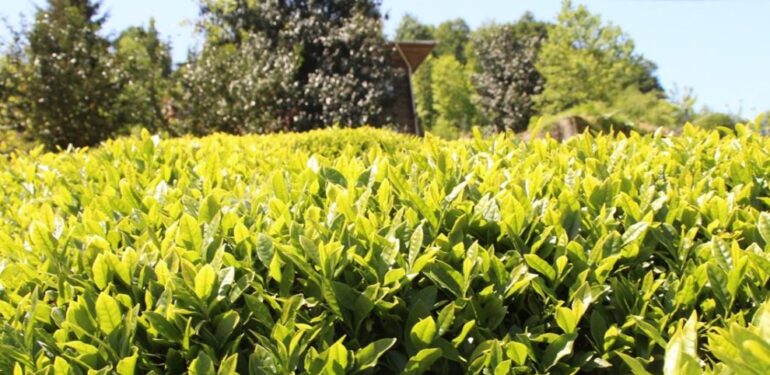 Kuraklık ve Aşırı Sıcaklar Çay’da Rekolte Düşüşünü Beraberinde Getirdi