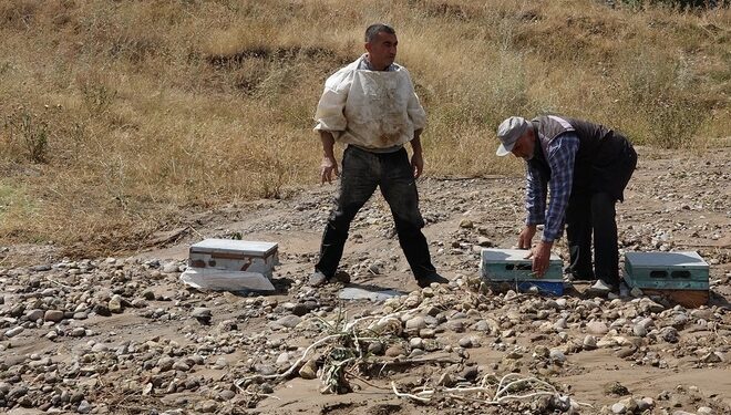 Ağrı’da ihmal bal üreticilerine büyük zarar ettirdi