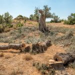 1698232339_Cansu_Kabakc______2_-990x556