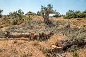 1698232339_Cansu_Kabakc______2_-990x556