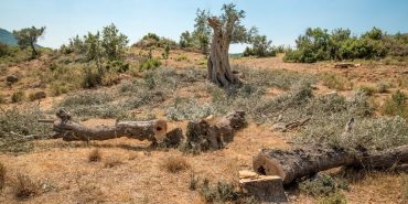 1698232339_Cansu_Kabakc______2_-990x556