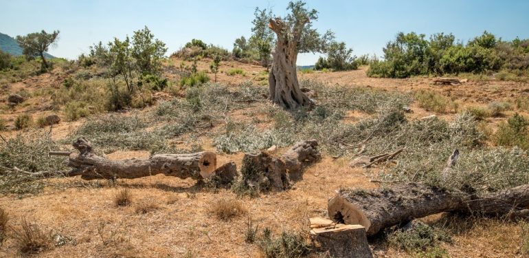 Orhanlı Köyü’nde JES’e Karşı 6. Dava Açıldı: “Havaya, Suya, Toprağa Sahip Çıkacağız”