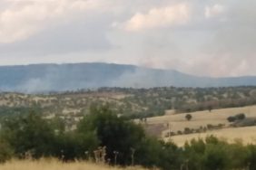 690x390cc-amd-17-10-2023-lice-yangini1