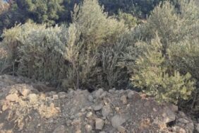 690x390cc-izm-01-10-2023-karaburunda-agac-katliami