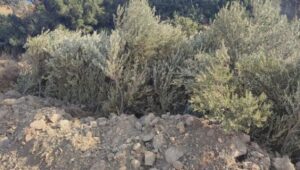 690x390cc-izm-01-10-2023-karaburunda-agac-katliami