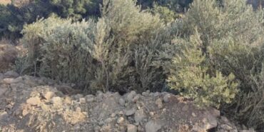 690x390cc-izm-01-10-2023-karaburunda-agac-katliami