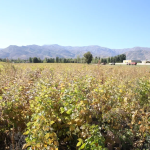 Ekran görüntüsü 2023-10-14 214705