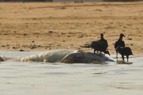 amazon-yunus-e1696235450308