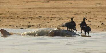 amazon-yunus-e1696235450308