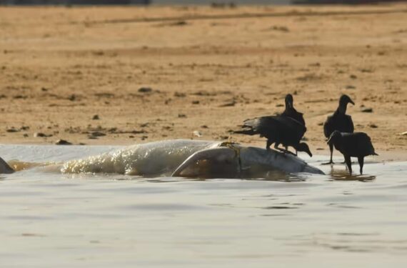 amazon-yunus-e1696235450308