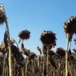 aycicegi-verim-kaybi