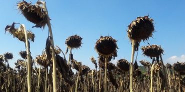 aycicegi-verim-kaybi