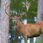 geyik-e1698326986618