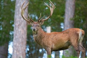 geyik-e1698326986618