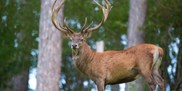 geyik-e1698326986618