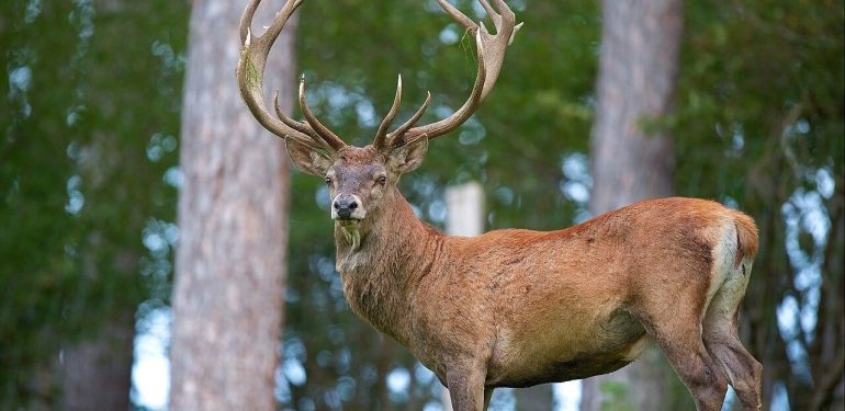 15 Kentte 159 yaban keçisi ve yaban koyunu katledilecek