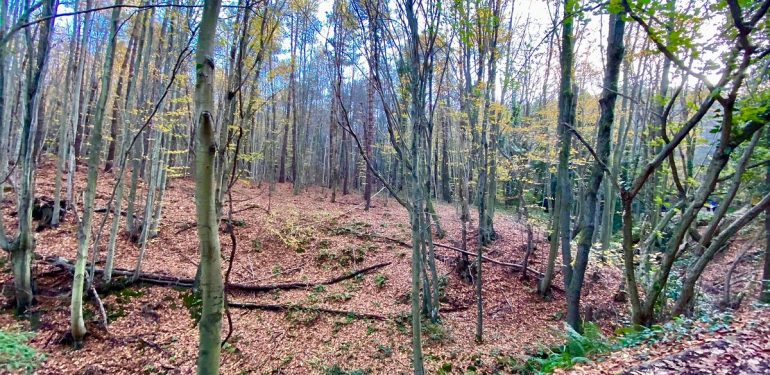 Yargı, Polonezköy ormanlarını yapılaşmaya açan karara dur dedi