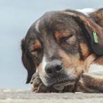 sokak-kopeklerine-farkli-bir-bakis-e1696254648126