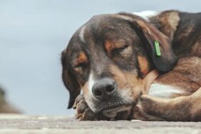 sokak-kopeklerine-farkli-bir-bakis-e1696254648126