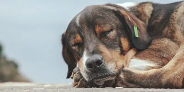 sokak-kopeklerine-farkli-bir-bakis-e1696254648126