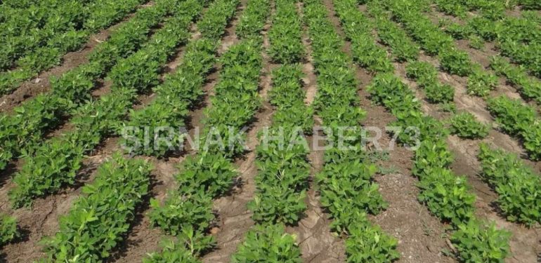 Yer fıstığı Şırnak’ın en çok satılan ürünü oldu