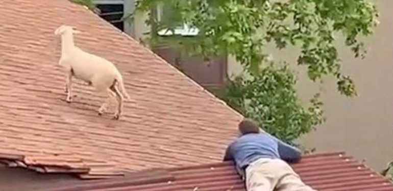 Yargıtay, Diyarbakır’daki ‘keçi’ cinayeti davasında kararını verdi