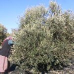 690x390cc-izm-24-11-2023-zeytinlik-hasadinda-calisan-kadinlarla-rop2