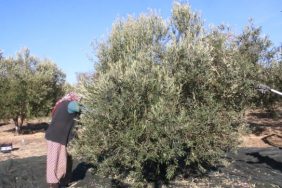 690x390cc-izm-24-11-2023-zeytinlik-hasadinda-calisan-kadinlarla-rop2