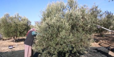 690x390cc-izm-24-11-2023-zeytinlik-hasadinda-calisan-kadinlarla-rop2