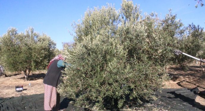 İzmir’in  zeytin işçileri: Yevmiyem ayakkabı almaya yetmiyor