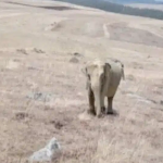 Ekran görüntüsü 2023-11-15 103614