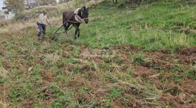 Siirtli çiftçiler ilkel yöntemlerle tarlayı sürmeye başladı