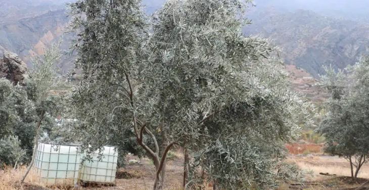 Erzurum’da ‘yetişmez’ denilen zeytin geçim kaynakları oldu