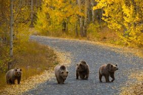 boz-ayi-bitlis-2-e1699446803465