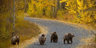 boz-ayi-bitlis-2-e1699446803465