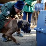 guney-kore-kopek-eti-1-e1700381067479